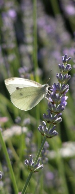 White butterfly on flower