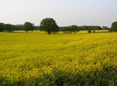 Field of oilseed, Surrey